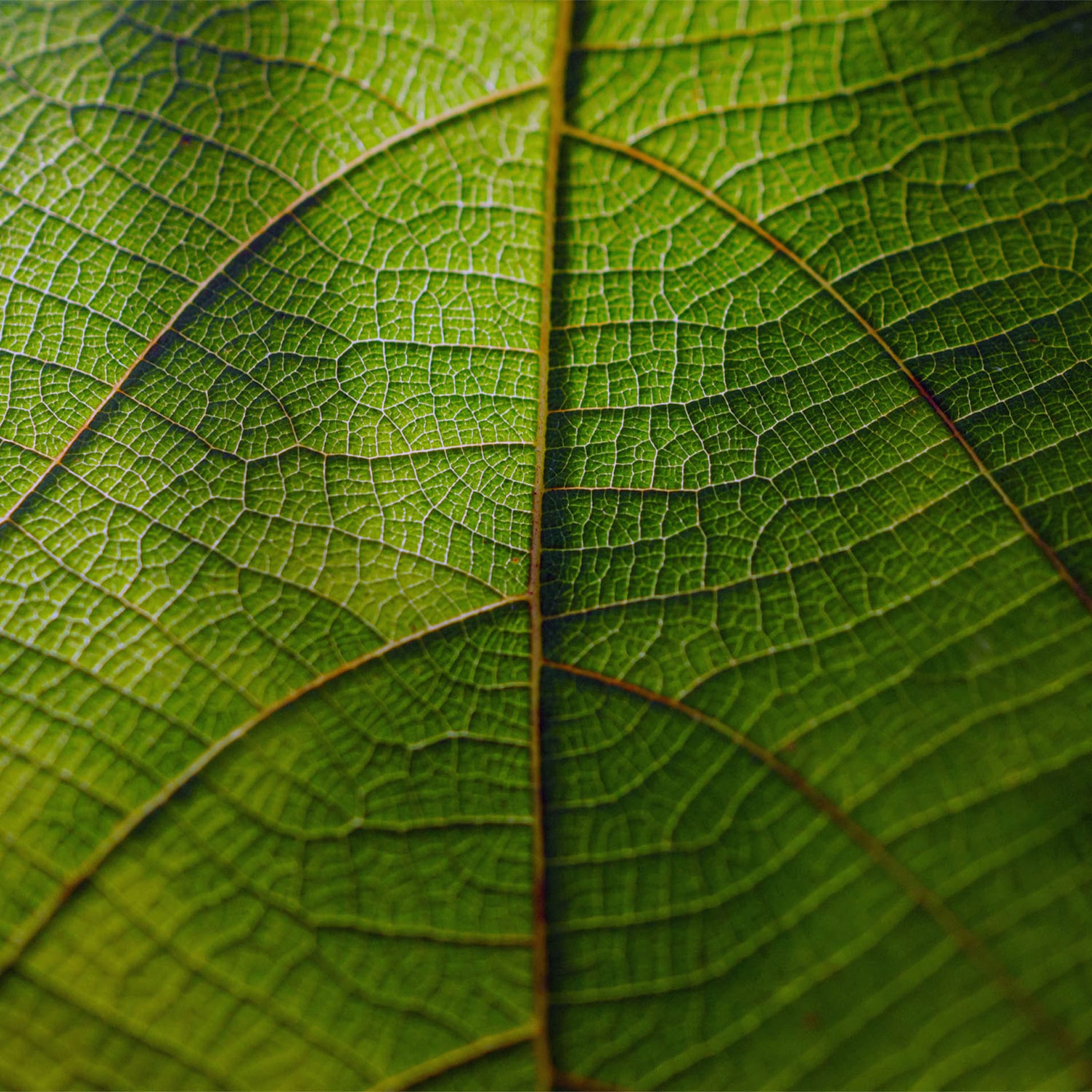 ingredientes naturais